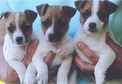 jack russell puppies