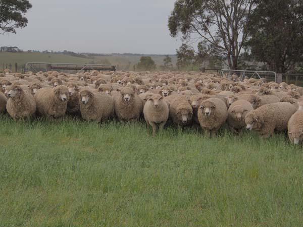 Corriedale ewes with East Friesian / Border Leicester ewe lambs. Wether lambs were sent to ALC (2016). 
