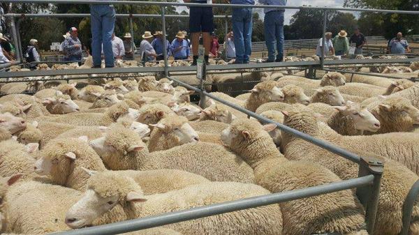 Lambs born in June and estimated to dress 38kg. They topped the yard at Mt Gambier 2018 at $215 for the run. 