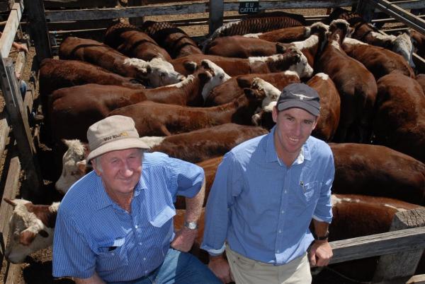 Graham & Rick at the Elders Steer Weaner Sale in Casterton January 2013. Haven Park has had the heaviest pen of Herefords 5 out of the last 7 years - Weight 398 kgs