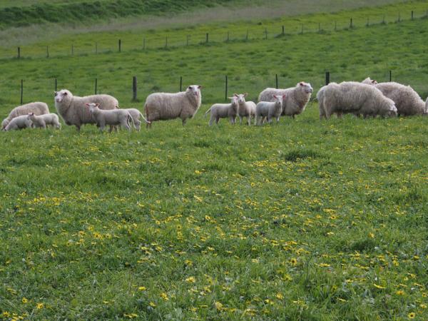 East Friesian Ewes With East Friesian/ Border Leicester Lambs