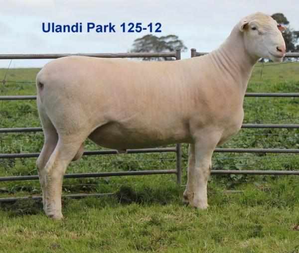 Ulandi Park 125-12, AI sire we used for 2014 lamb drop. 