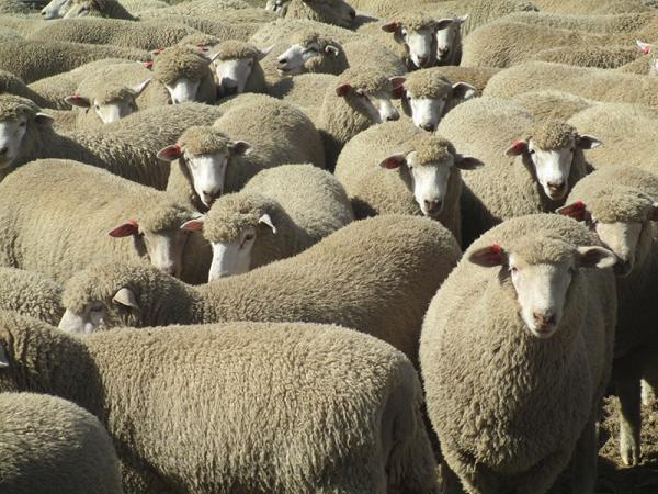 Lambs sold in November. June July Drop - Averaged 27.6kgs 